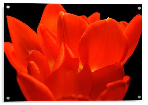 Tulip Petals Acrylic by Mary Lane