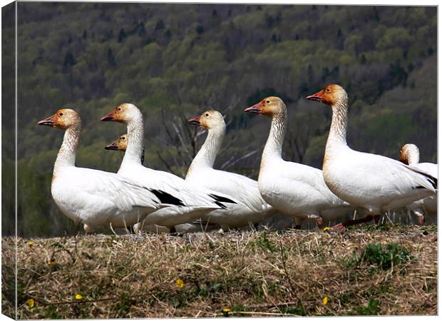 Greater Snow Geese Canvas Print by Mary Lane