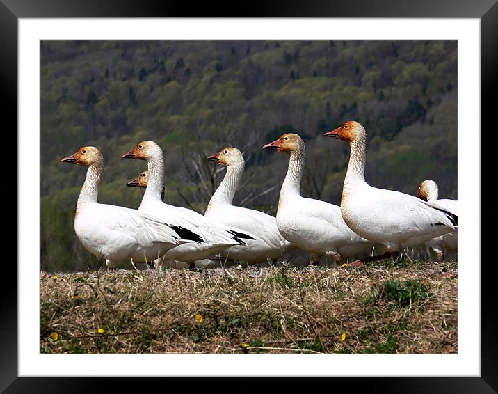 Greater Snow Geese Framed Mounted Print by Mary Lane