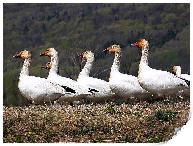 Greater Snow Geese Print by Mary Lane