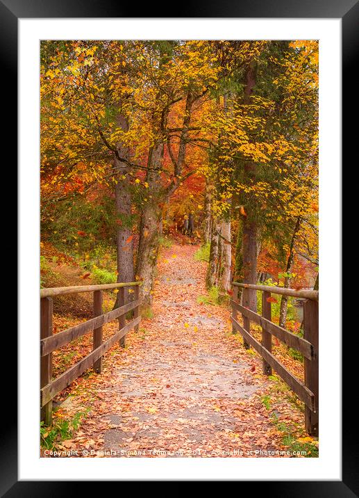 Long path through the colorful forest Framed Mounted Print by Daniela Simona Temneanu