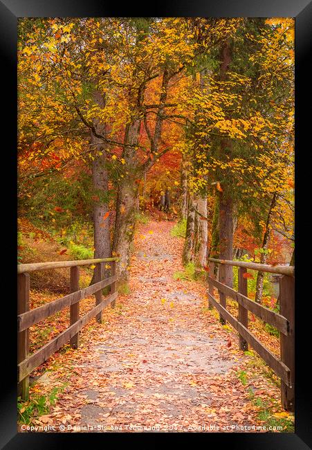 Long path through the colorful forest Framed Print by Daniela Simona Temneanu