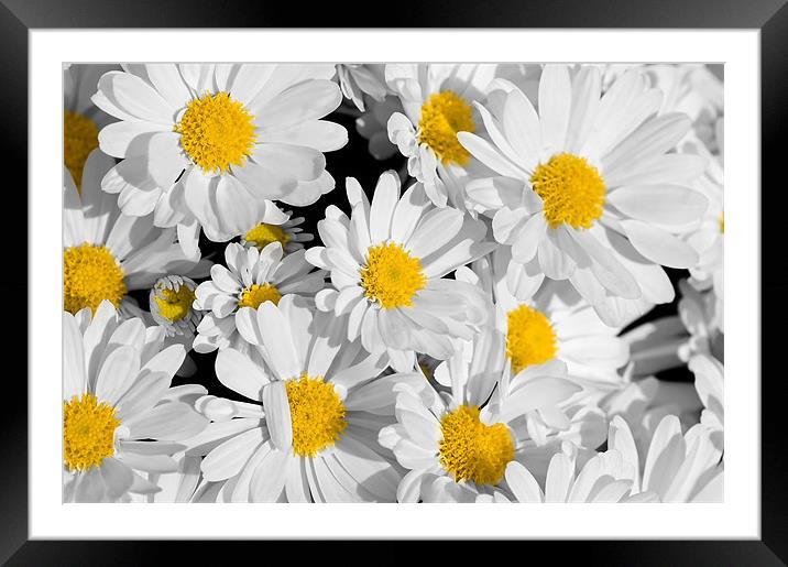 Pretty Daisies Framed Mounted Print by Mary Lane