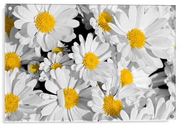 Pretty Daisies Acrylic by Mary Lane