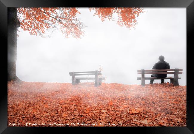 Man on bench shrouded by mist in autumn decor Framed Print by Daniela Simona Temneanu