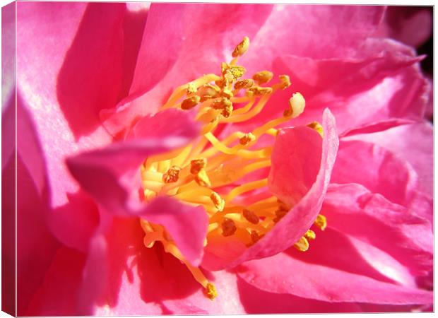 Pink Camellia Canvas Print by Mary Lane