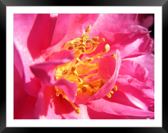 Pink Camellia Framed Mounted Print by Mary Lane