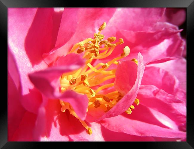 Pink Camellia Framed Print by Mary Lane