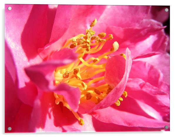 Pink Camellia Acrylic by Mary Lane