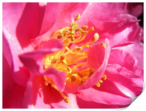 Pink Camellia Print by Mary Lane