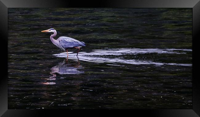 A Grey Heron Wading inte Water Framed Print by Janet Mann