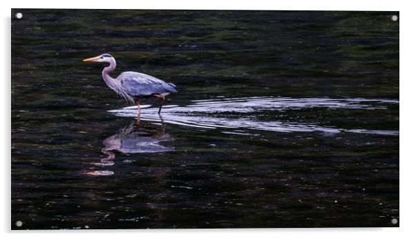 A Grey Heron Wading inte Water Acrylic by Janet Mann