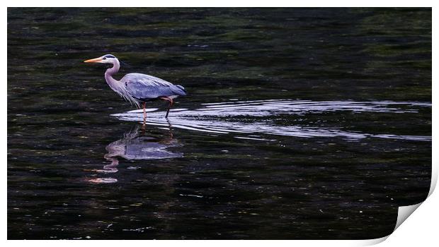 A Grey Heron Wading inte Water Print by Janet Mann