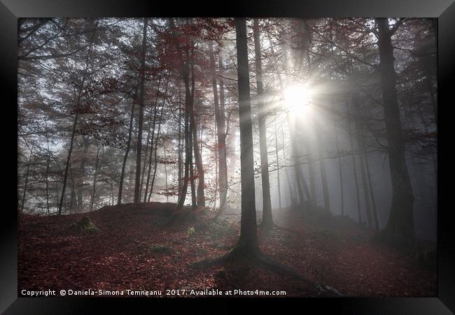 Morning sun rays through a dark forest Framed Print by Daniela Simona Temneanu