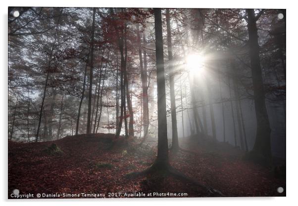 Morning sun rays through a dark forest Acrylic by Daniela Simona Temneanu