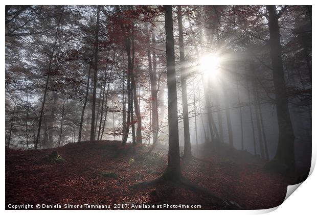 Morning sun rays through a dark forest Print by Daniela Simona Temneanu