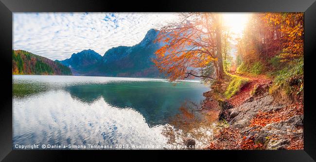 Path on Alpsee lake shore in autumn decor Framed Print by Daniela Simona Temneanu