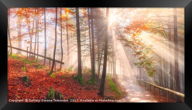 Road through an autumn forest and sun rays Framed Print by Daniela Simona Temneanu