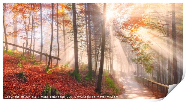 Road through an autumn forest and sun rays Print by Daniela Simona Temneanu