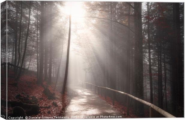 Sun rays over forest road in autumn decor Canvas Print by Daniela Simona Temneanu