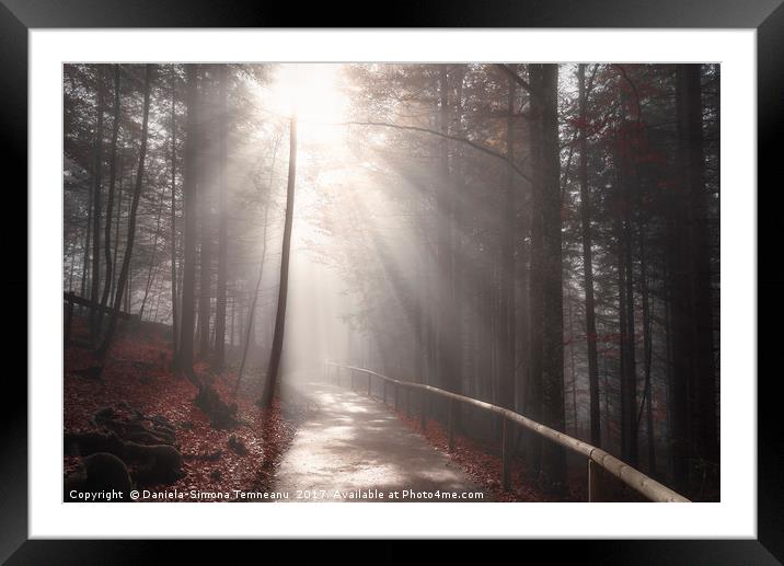 Sun rays over forest road in autumn decor Framed Mounted Print by Daniela Simona Temneanu