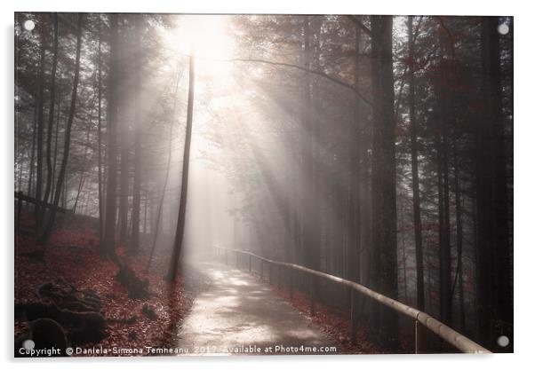 Sun rays over forest road in autumn decor Acrylic by Daniela Simona Temneanu