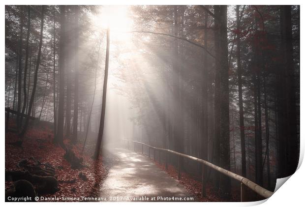 Sun rays over forest road in autumn decor Print by Daniela Simona Temneanu