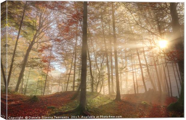 Sun rays through a misty autumn forest Canvas Print by Daniela Simona Temneanu