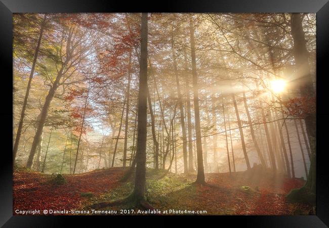 Sun rays through a misty autumn forest Framed Print by Daniela Simona Temneanu