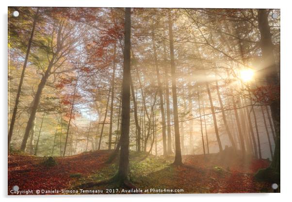 Sun rays through a misty autumn forest Acrylic by Daniela Simona Temneanu