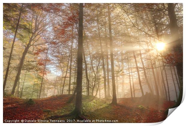 Sun rays through a misty autumn forest Print by Daniela Simona Temneanu