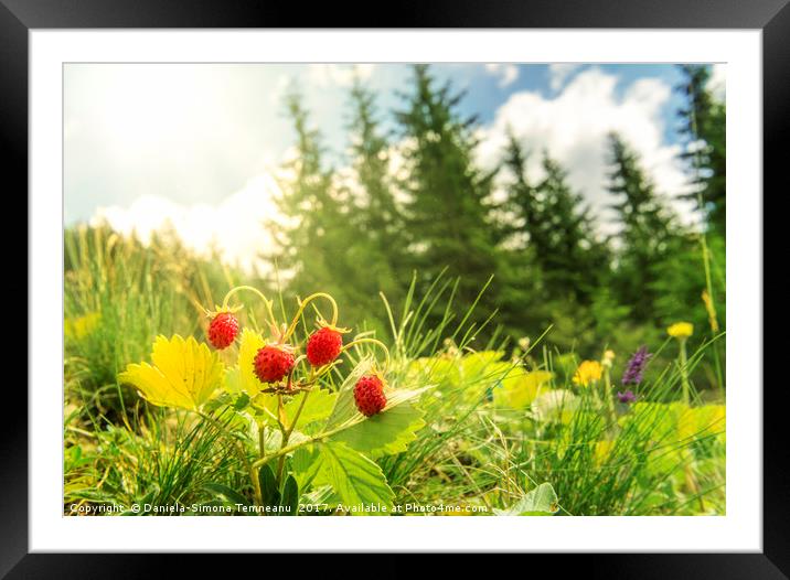 Wild strawberries bush  in a summer forest decor Framed Mounted Print by Daniela Simona Temneanu