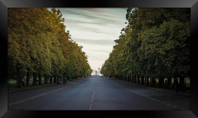Tree Lined Avenue Framed Print by Neal P