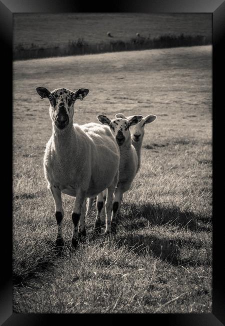 Three Sheep Framed Print by Neal P