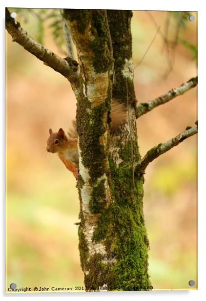 Red Squirrel on Birch Tree. Acrylic by John Cameron