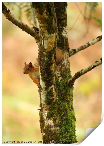 Red Squirrel on Birch Tree. Print by John Cameron