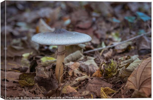 mushroom in autumn forest Canvas Print by Chris Willemsen