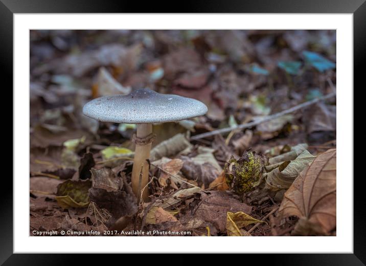 mushroom in autumn forest Framed Mounted Print by Chris Willemsen