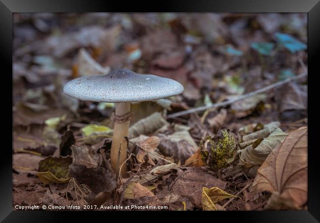 mushroom in autumn forest Framed Print by Chris Willemsen