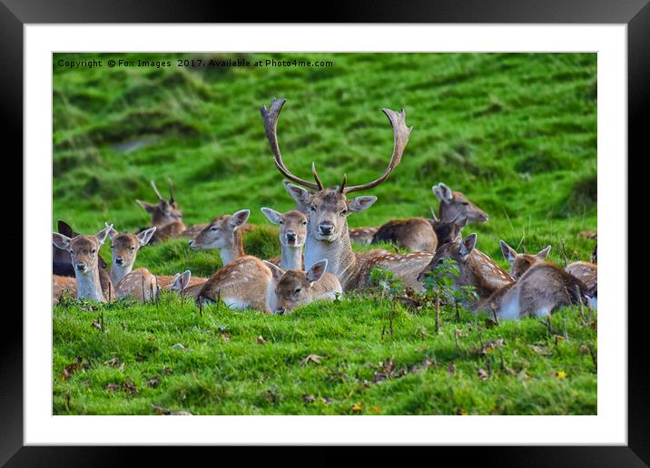 Stag fallow deer Framed Mounted Print by Derrick Fox Lomax
