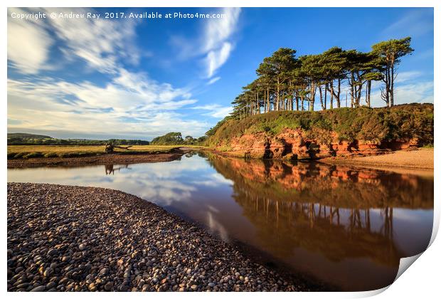 Tree's at Budleigh Salterton Print by Andrew Ray