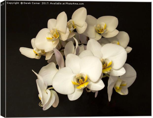 White Orchid Flowers Canvas Print by Derek Corner