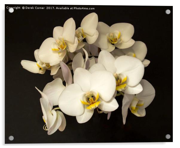 White Orchid Flowers Acrylic by Derek Corner