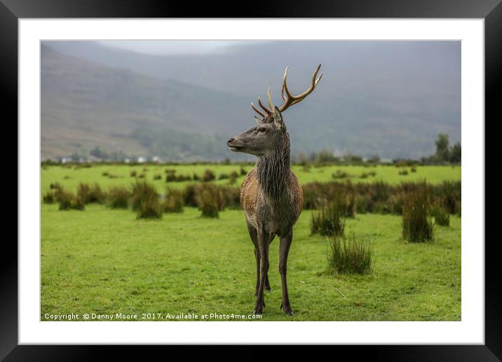 The Stag Framed Mounted Print by Danny Moore