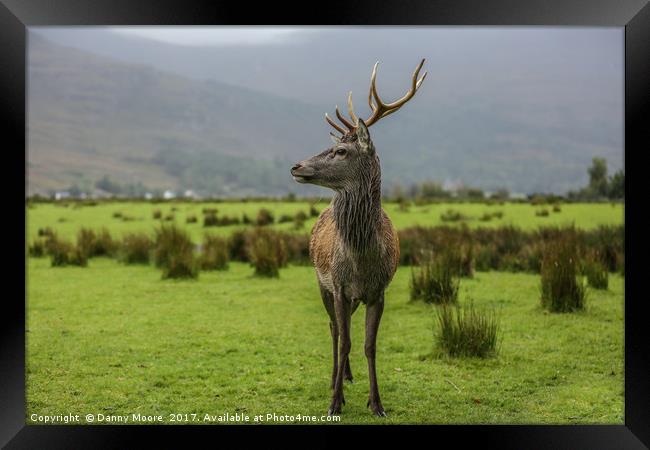 The Stag Framed Print by Danny Moore