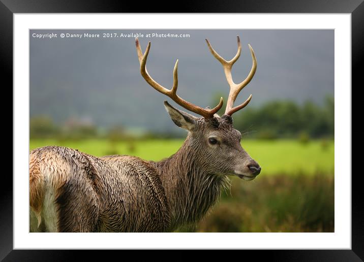 The Stag  Framed Mounted Print by Danny Moore