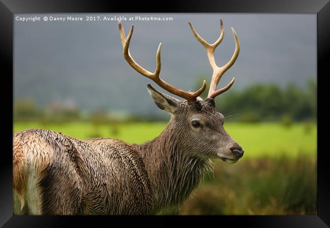 The Stag  Framed Print by Danny Moore