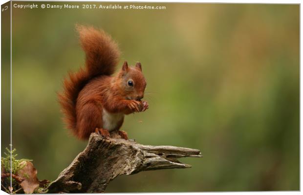 Red squirrel Canvas Print by Danny Moore