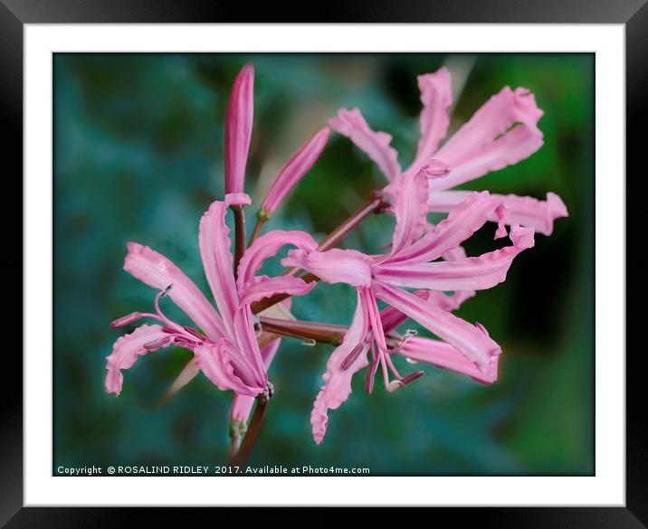 Nerine Bowdenii Framed Mounted Print by ROS RIDLEY