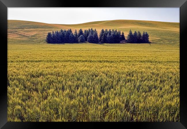 Palouse fields and trees Framed Print by Luc Novovitch